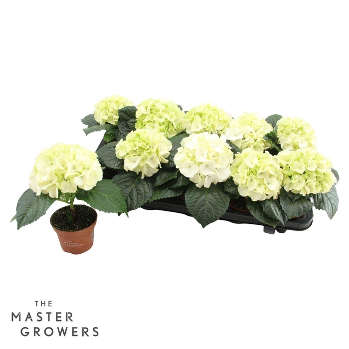 <h4>Hydrangea Macr. 9cm Wit 1 Kopper</h4>