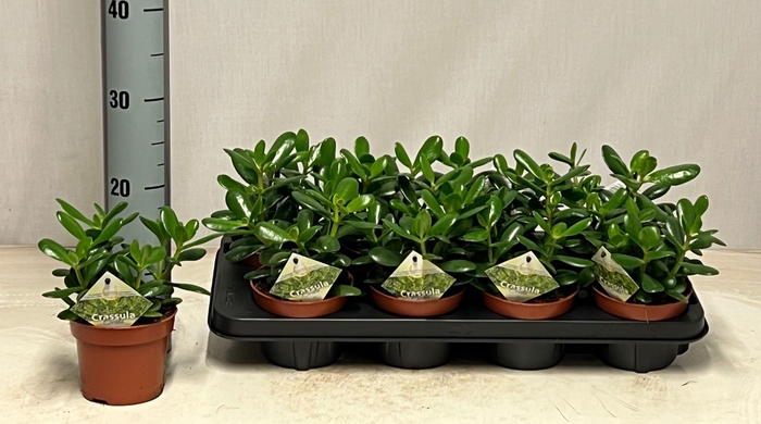 <h4>CRASS OVATA</h4>