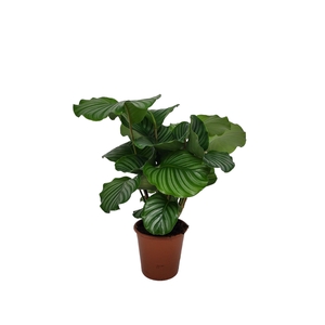 Calathea 19cm Orbifolia Living