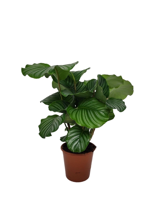<h4>Calathea 19cm Orbifolia Living</h4>