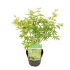 Acer palmatum Butterfly