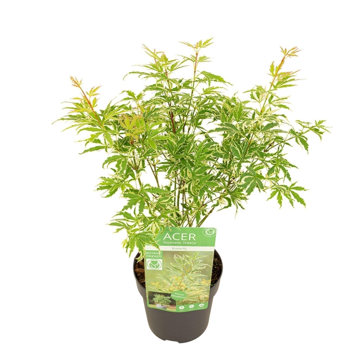 Acer palmatum Butterfly