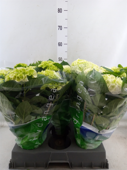 <h4>Hydrangea mac. 'Wudu'</h4>