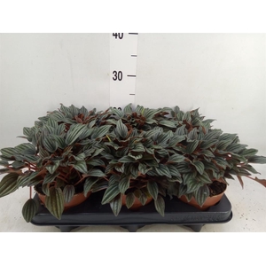 Peperomia caperata 'Lima'