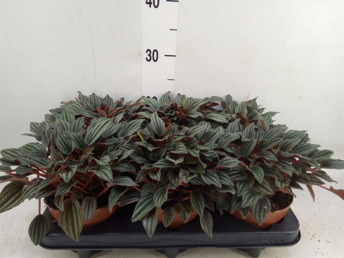 <h4>Peperomia caperata 'Lima'</h4>