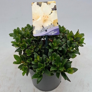 Rhododendron  'Golden Wonder'