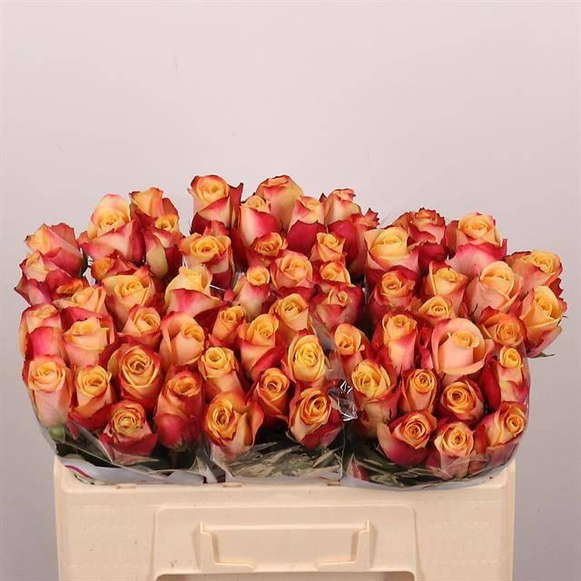 <h4>R GR PEBBLES</h4>