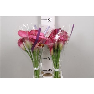 Zantedeschia  'Fantasia'
