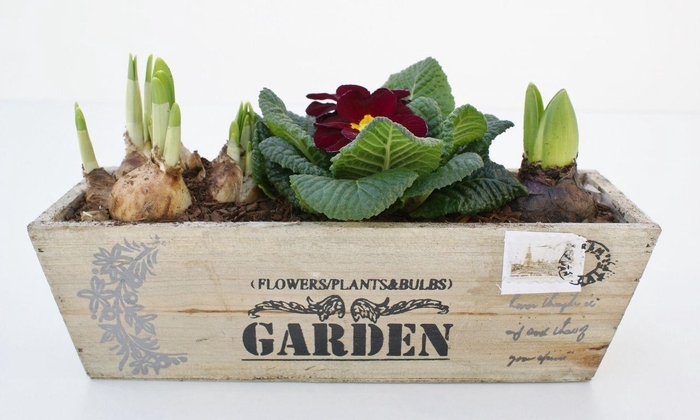 <h4>Primula Hout Kistje (1x Prim, 1x Hya, 1x Tete)</h4>