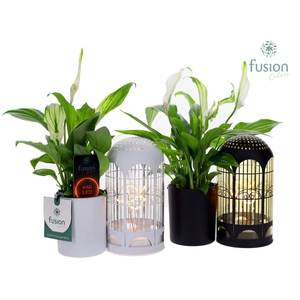 LED Lichtbal Vogels glazen planter met Spathiphyllum