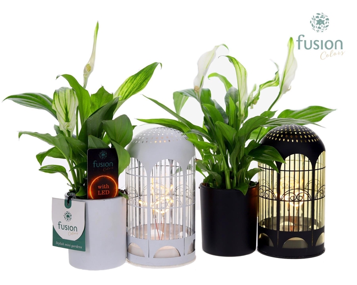<h4>LED Lichtbal Vogels glazen planter met Spathiphyllum</h4>