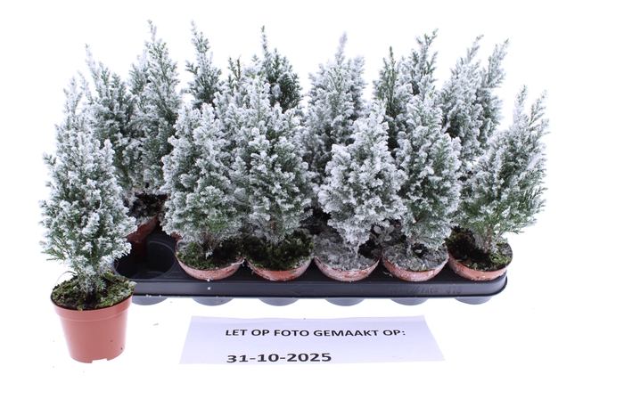 <h4>CHAM L ELLWOODII</h4>