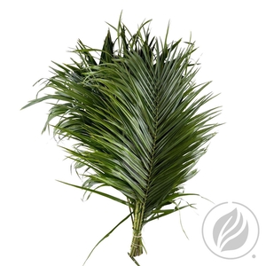 Phoenix Roebelini 60cm Mbx