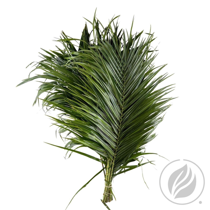 Phoenix Roebelini 60cm Mbx