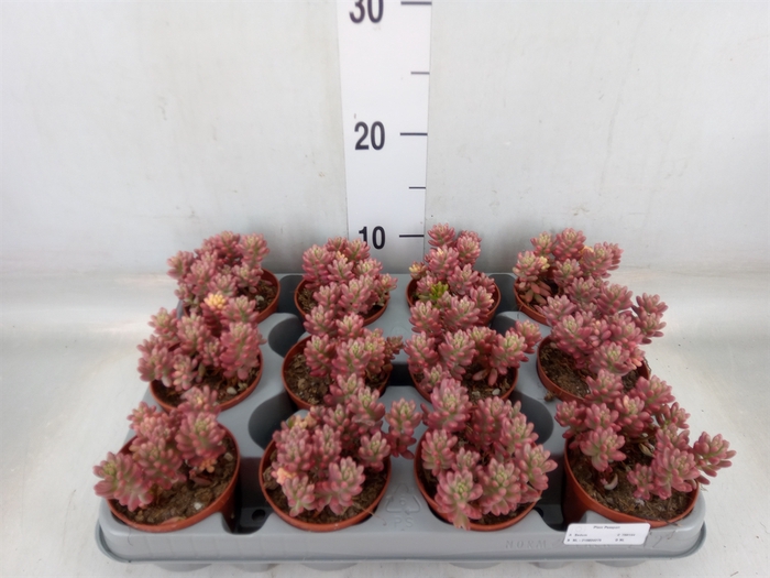 <h4>Sedum rubrotinctum 'Aurora'</h4>