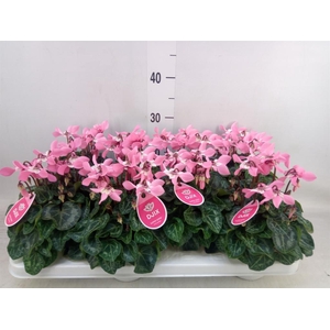 Cyclamen KL 'Djix'