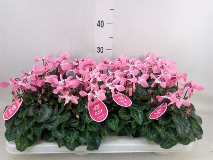 <h4>Cyclamen KL 'Djix'</h4>
