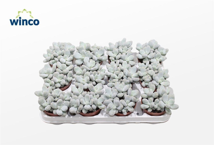 <h4>Pachyphytum Oviferum</h4>