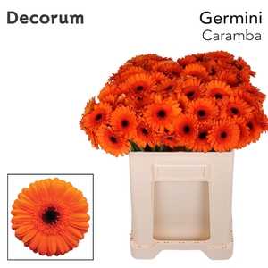 Germini Caramba Water