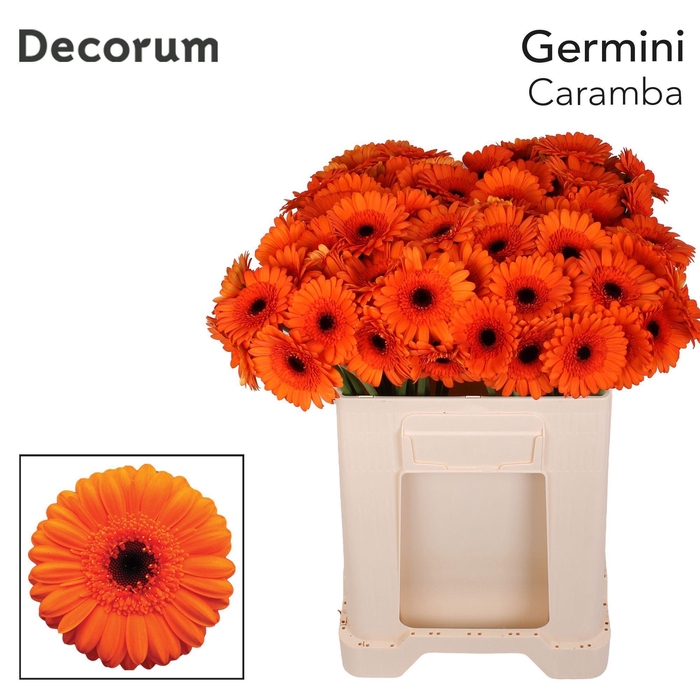 <h4>Germini Caramba Water</h4>