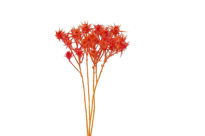 Dried Artz Cardi Dali Bunch