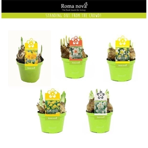 Narcissus 9cm gemengd