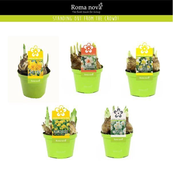 <h4>Narcissus 9cm gemengd</h4>