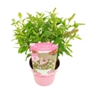 Buddleja Butterfly Candy Little Pin