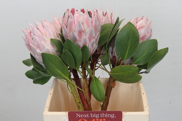 <h4>Protea Cynaroides</h4>