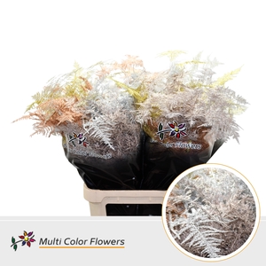 Asparagus Lang Kerst Mix Metallic