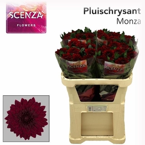 Chr G Monza