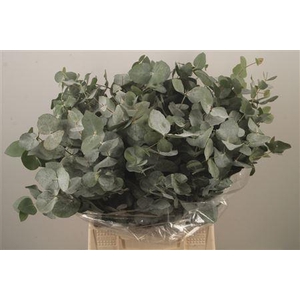 Euc Cinerea Per Bunch 150 Gram S U P E R