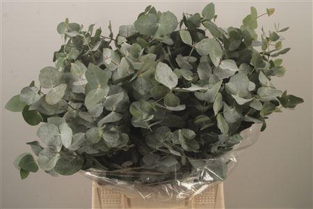 <h4>Euc Cinerea Per Bunch 150 Gram S U P E R</h4>