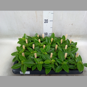 Peperomia pros. 'Pixie'