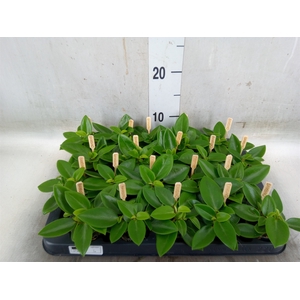 Peperomia pros. 'Pixie'
