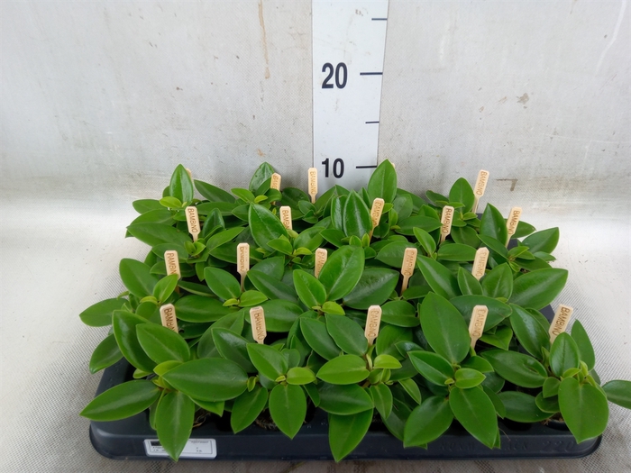 <h4>Peperomia pros. 'Pixie'</h4>