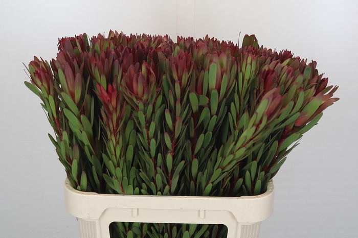 <h4>Leucadendron Safari Sunset</h4>