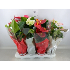 Anthurium   ...mix 4