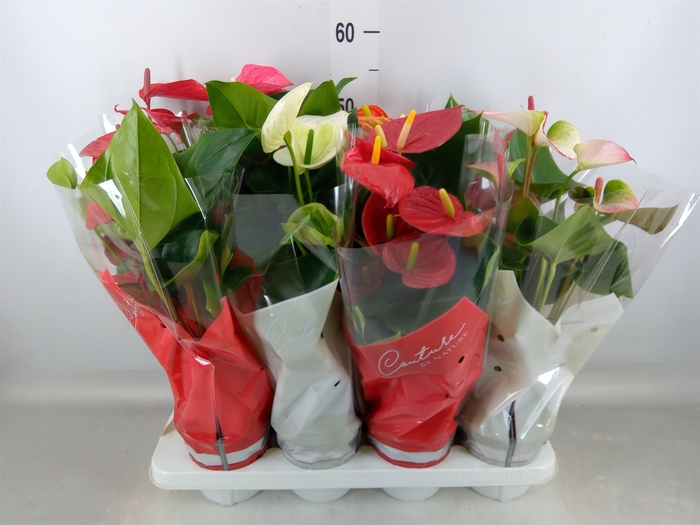 <h4>Anthurium   ...mix 4</h4>