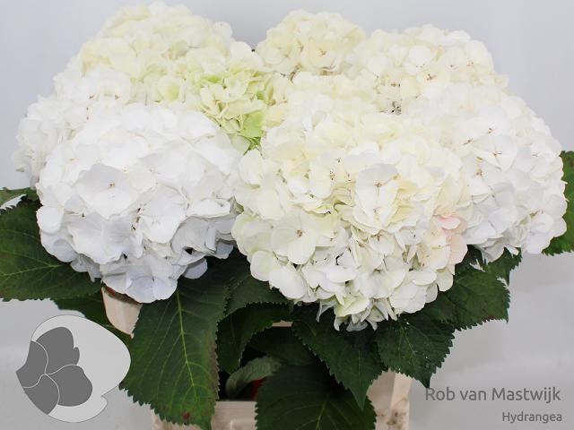 <h4>HYDR M CH WHI VERENA</h4>