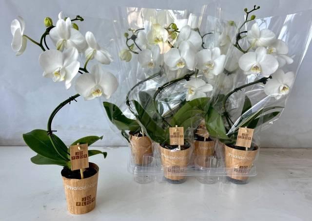 <h4>PHAL OV WIT</h4>