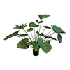Alocasia Calidora Pot PP550041GRN