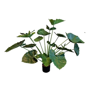 Alocasia Calidora Pot