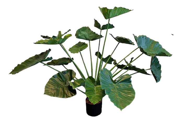<h4>Alocasia Calidora Pot</h4>