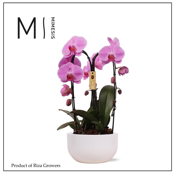 <h4>Mimesis Phal. Arrangement Crown Pink - 3 spike 26cm in Saskia White Ceramic</h4>