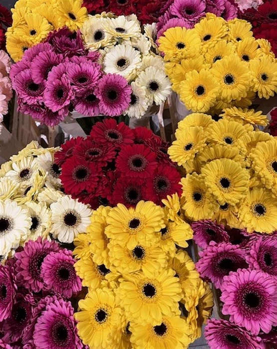 <h4>Ge Mi Mix 4 Colors</h4>