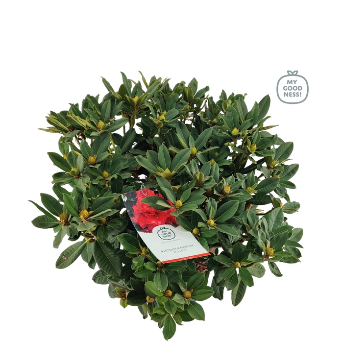 <h4>Rhododendron hybr. 'Red Jack' C15 70-80</h4>