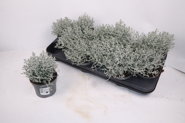 LEUCOPH BROWNII