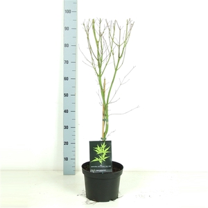 Acer palmatum 'Seiryu' P23 Full CC