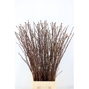 Perzikbloesem Long P Bunch